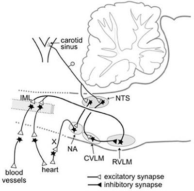 Resetting of the Baroreflex Control of Sympathetic Vasomotor Activity during Natural Behaviors: Description and Conceptual Model of Central Mechanisms